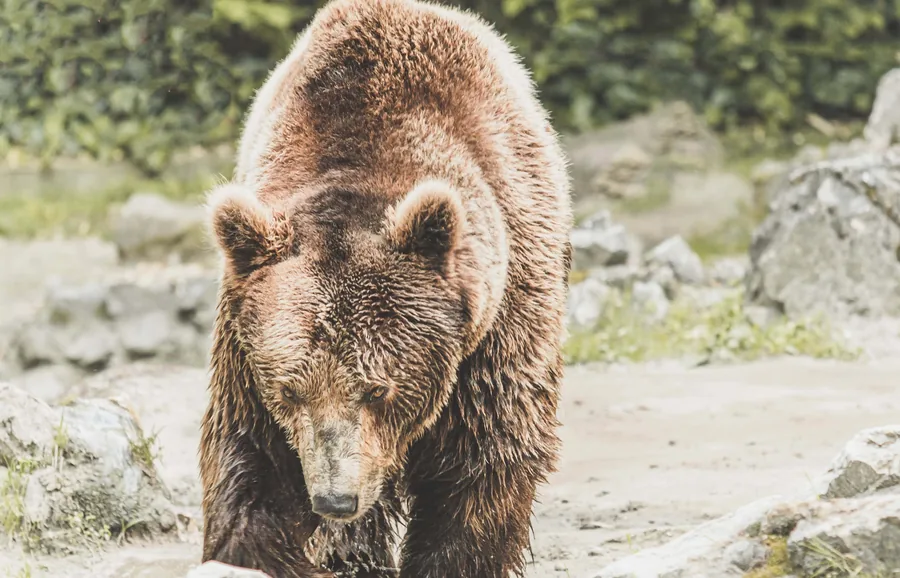 The Brown Bear