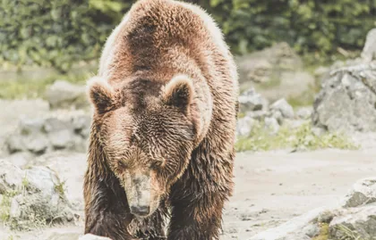 Der Braunbär