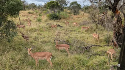 Eine Herde Impalas