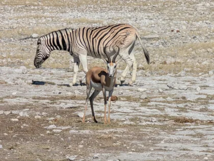 Zebra und Springbock