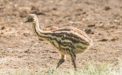 Emu-Küken