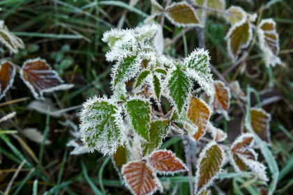 Raureif auf Brombeerblättern