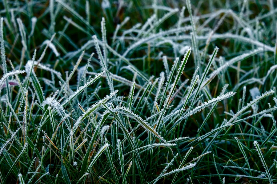 Frosted Grass