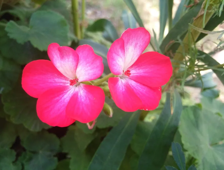 Two Pink Geraniums
