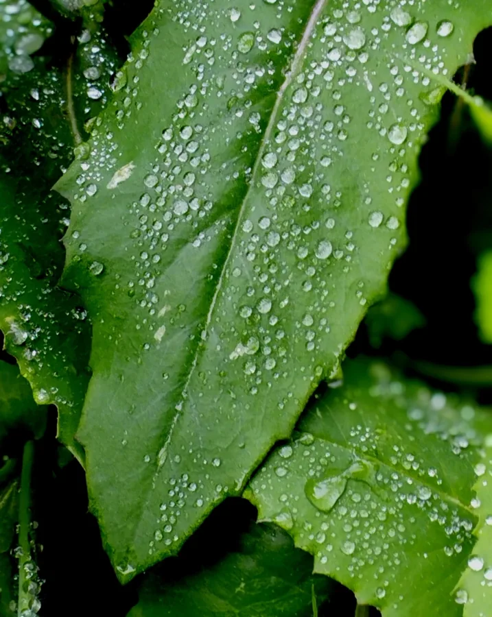 Raindrops on Green Leaves