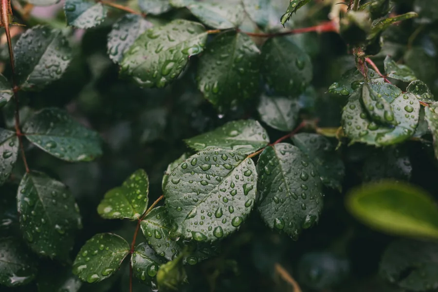 Rain on the Leaves
