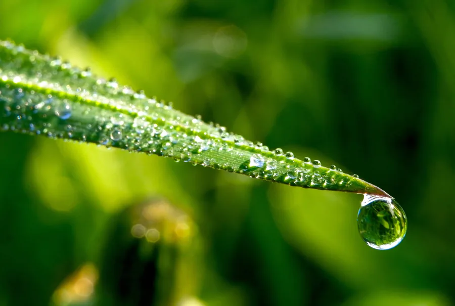 Dewdrop on a Blade