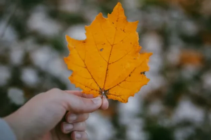 Ein Blatt in der Hand