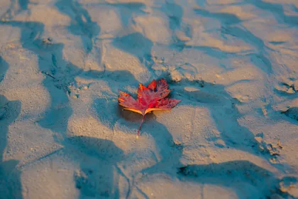 Ein rotes Blatt auf Sand