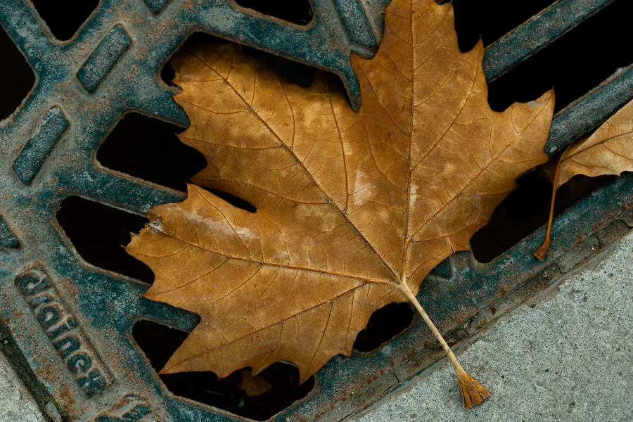 A Leaf on the Drain