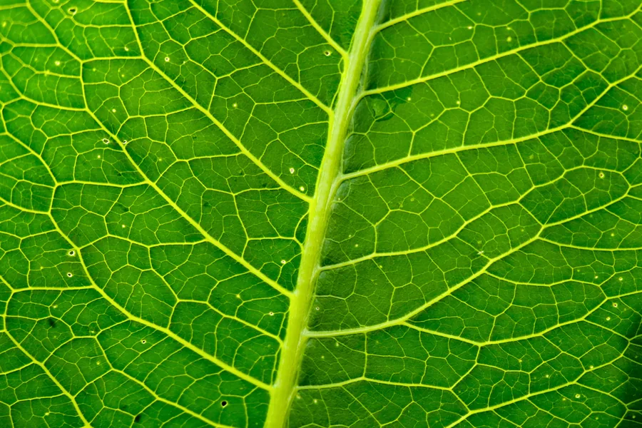 The Veins of a Leaf