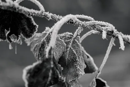 Frost am Zweig