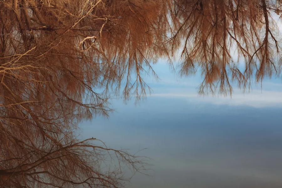 Bare Trees, Reflected