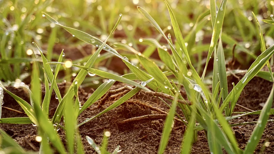 Dew on Young Grass