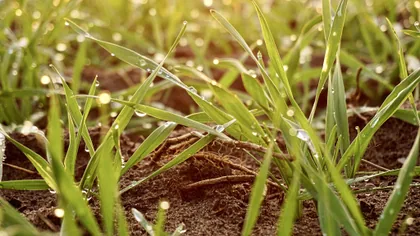 Dew on Young Grass