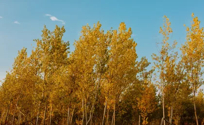 Goldene Pappeln, blauer Himmel