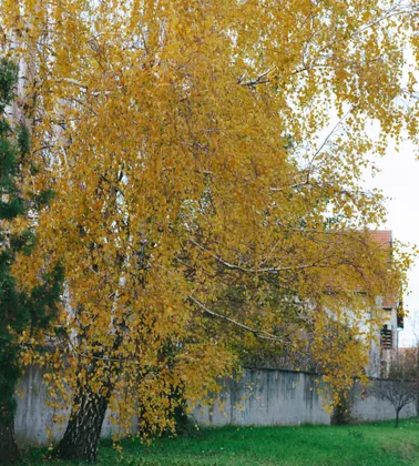 Die goldene Birke