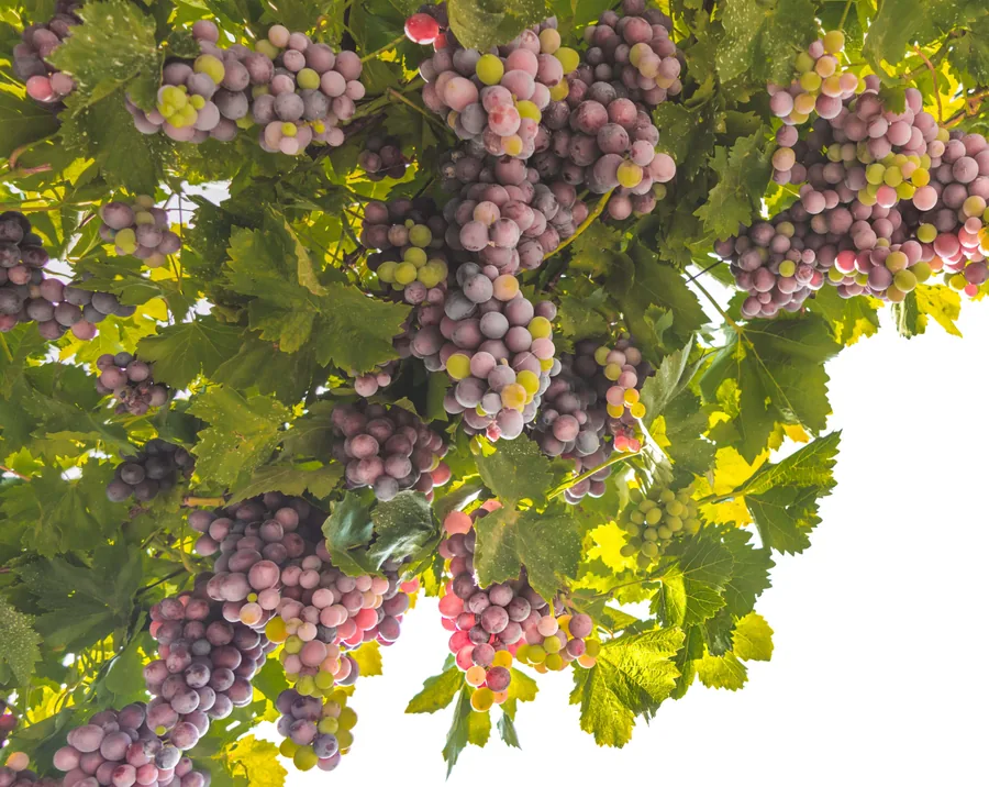 Bunches of Ripening Grapes