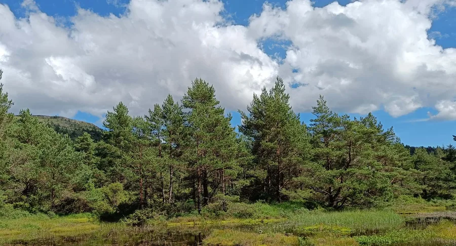 Pines and Summer Clouds