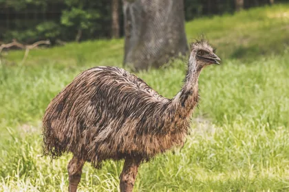 Ein Emu im Gras