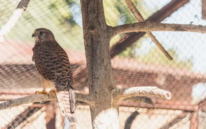 Ein ruhender Turmfalke