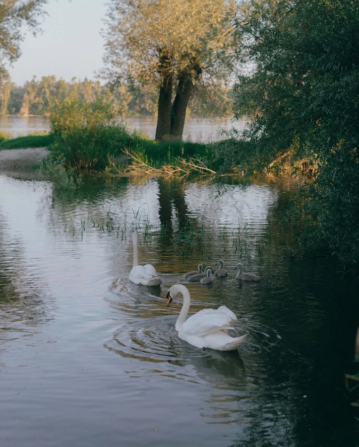 A Family of Swans