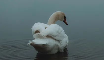 Schwan im Nebel