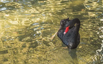 Schwarzer Schwan auf grünem Wasser