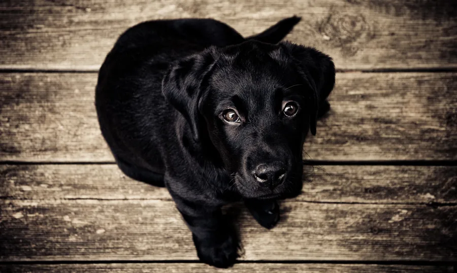 A Puppy on Bare Boards