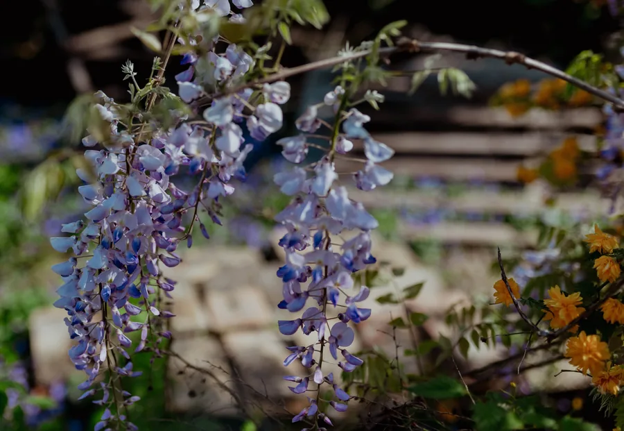 Wisteria in the Shade