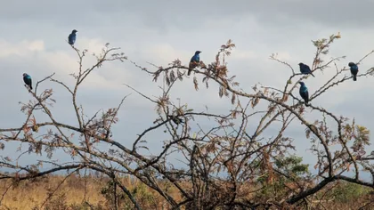 Blaue Vögel auf kahlen Zweigen