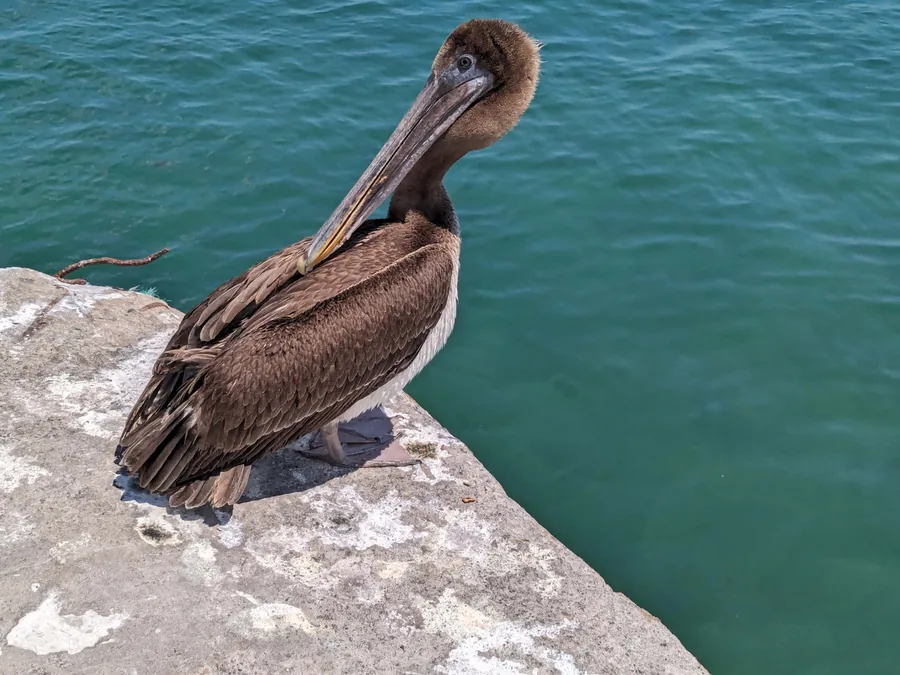 Pelican on the Quay
