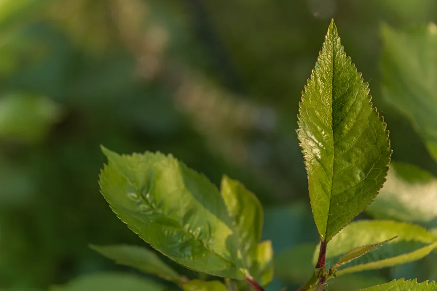 Young Green Leaves