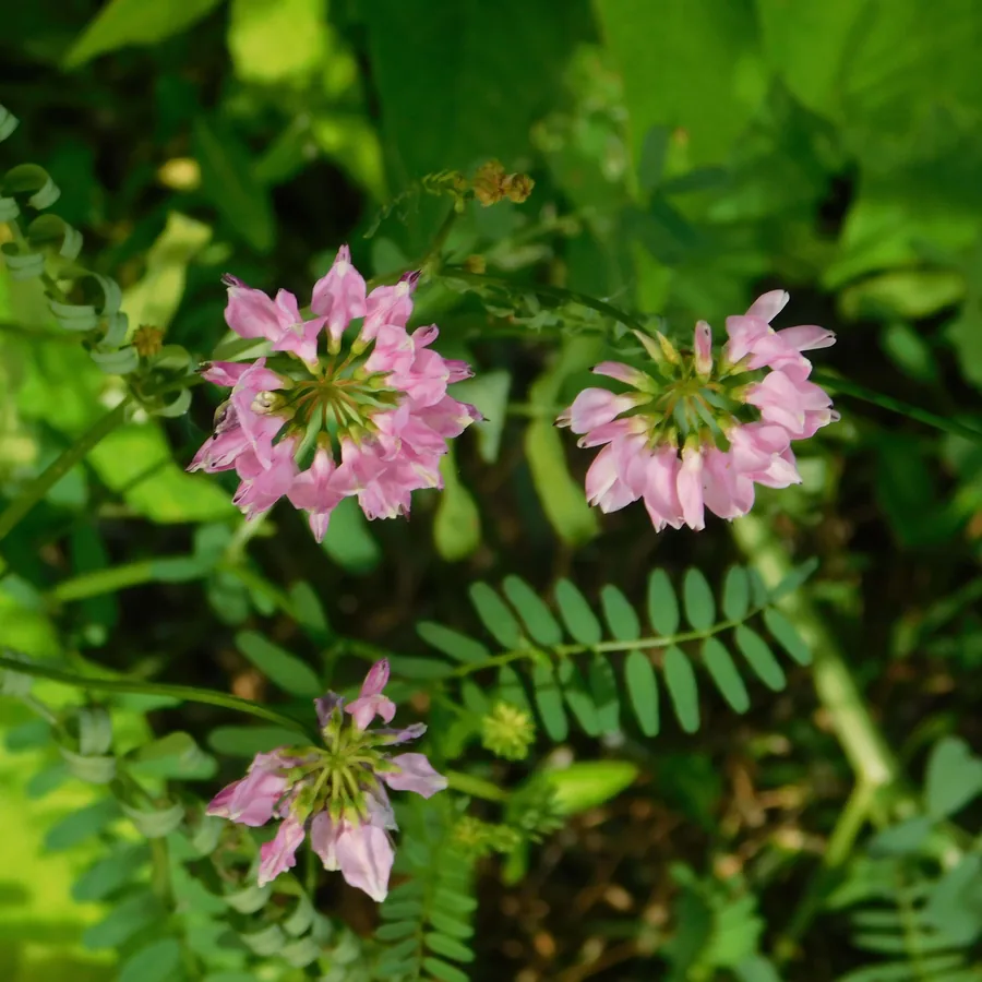 Pink Wildflowers in the Grass