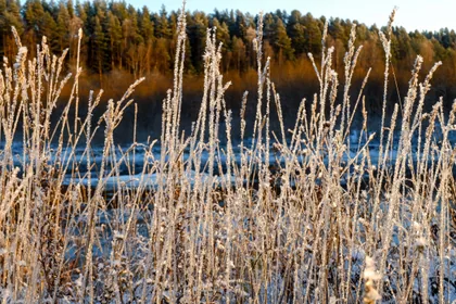 Gefrorene Gräser am Fluss