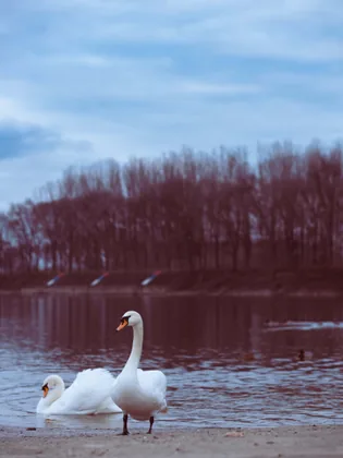 Zwei Schwäne am Ufer