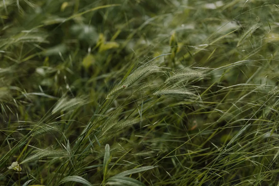 Wind in the Green Barley