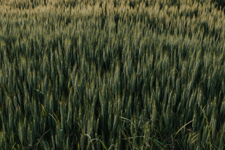 Ears of Green Wheat