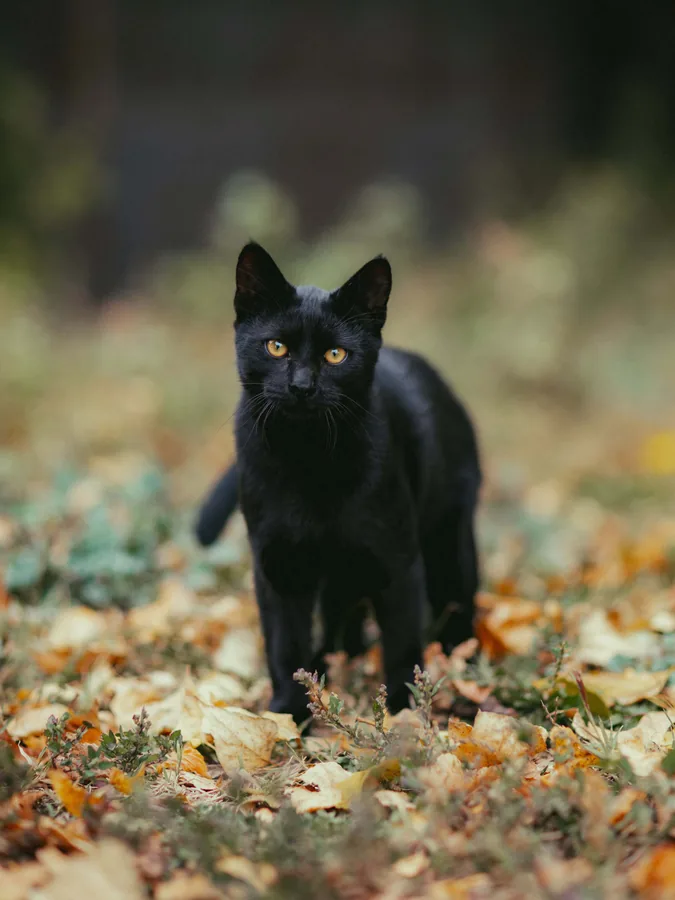 Black Cat in Fallen Leaves
