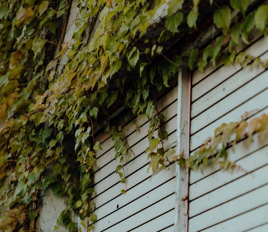 Ivy Over the Door