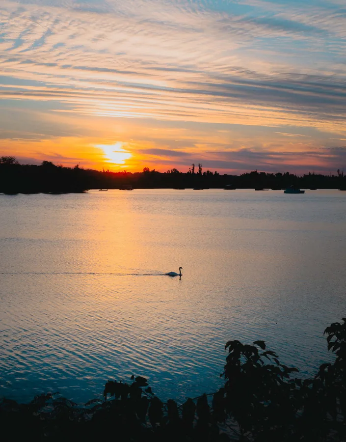 Swan at Sunset