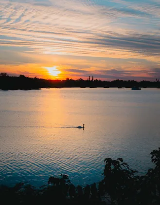 Swan at Sunset