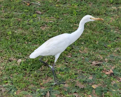 Kuhreiher im Gras