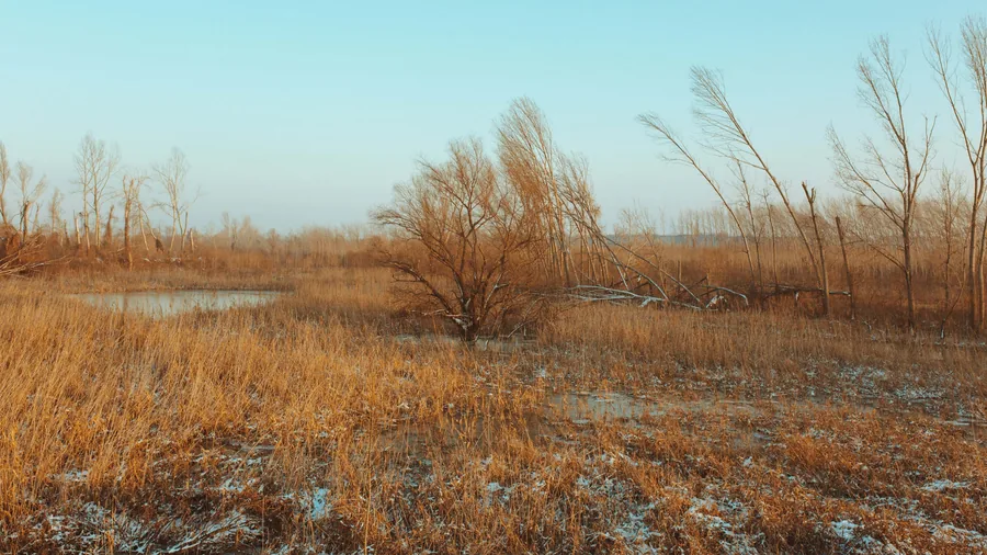 First Snow on the Marsh