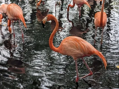 Watende Flamingos