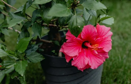 Rosa Hibiskus im Topf