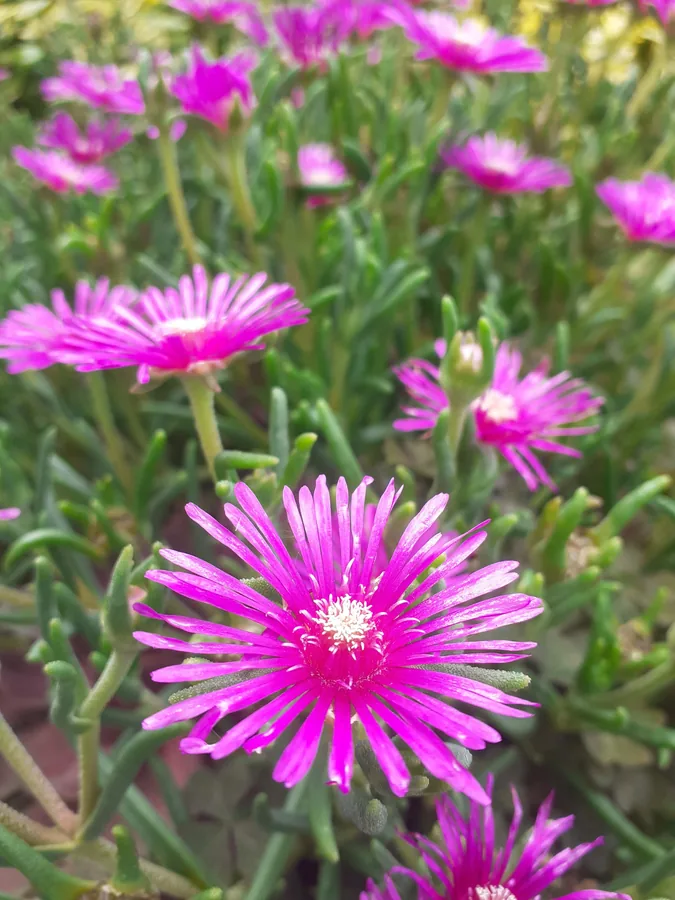 Pink Ice Plant in Bloom