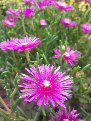 Mittagsblume in Blüte