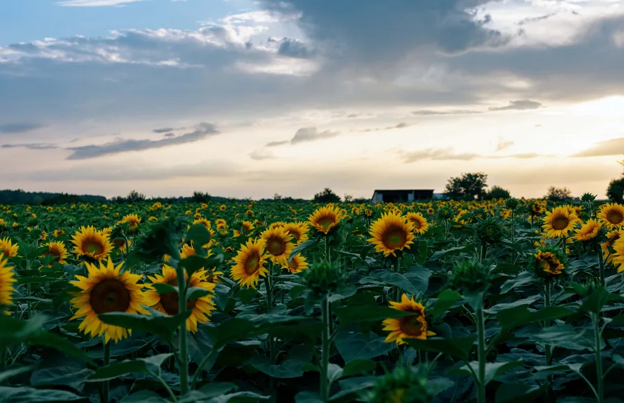 Sunflower Field at Dusk