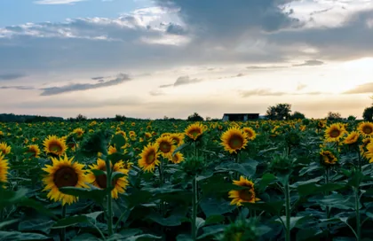 Sonnenblumenfeld in der Dämmerung